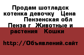 Продам шотладск.котенка девочку › Цена ­ 3 000 - Пензенская обл., Пенза г. Животные и растения » Кошки   